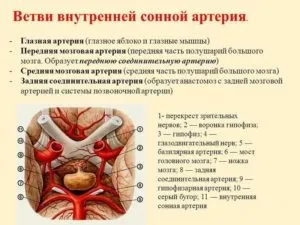 Сонна артерія на шиї у людини її хвороби (сонна) Сонна артерія на шиї у людини її хвороби