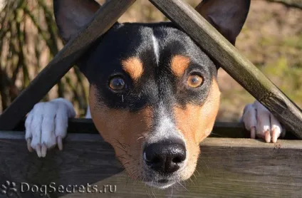 Собаки і кішки під час ремонту як обезапасіть (кішка) Собаки і кішки під час ремонту як обезапасіть