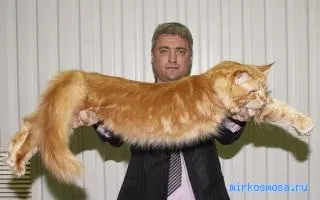 Сонник велетень, тлумачення сну велетень, до чого сниться і що означає сон, в якому наснилося (чого) Сонник велетень, тлумачення сну велетень, до чого сниться і що означає сон, в якому наснилося