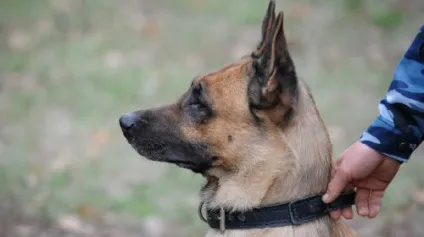 Сонник приснилася собака вівчарка уві сні до чого сниться собака вівчарка (вівчарка) Сонник приснилася собака вівчарка уві сні до чого сниться собака вівчарка