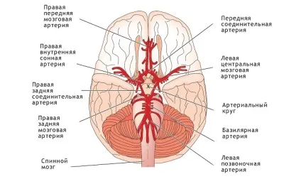 Судини головного мозку і шиї людини симптоми захворювань, лікування і профілактика (головного) Судини головного мозку і шиї людини симптоми захворювань, лікування і профілактика