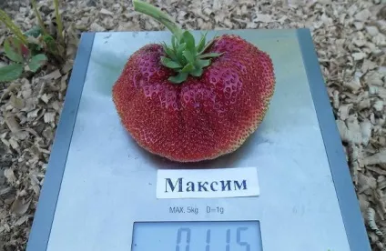 Сорти суниці з фотографіями і описом (відмінно переносить морози) Сорти суниці з фотографіями і описом