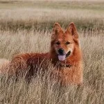 Старонімецька пастуша собака