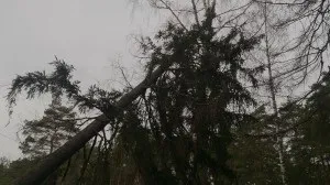 Спиляти дерево у дворі куди звернутися, дерево (дерево) Спиляти дерево у дворі куди звернутися, дерево