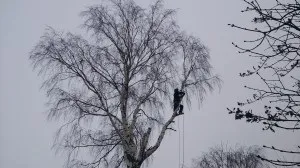 Спиляти дерево у дворі куди звернутися, дерево (дерево) Спиляти дерево у дворі куди звернутися, дерево