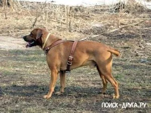 Старонімецька пастуша собака - лисиць, породи собак (породи) Старонімецька пастуша собака - лисиць, породи собак