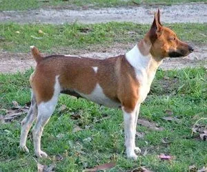 Старонімецька пастуша собака - лисиць, породи собак (пастуша) Старонімецька пастуша собака - лисиць, породи собак