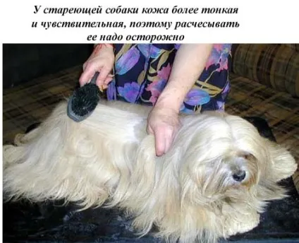 старіюча собака