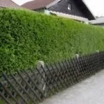 Будуємо оригінальні і незвичайні паркани своїми руками - фото і відео (своїми) Будуємо оригінальні і незвичайні паркани своїми руками - фото і відео