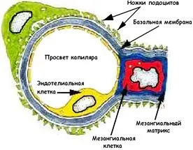Будова ниркового клубочка