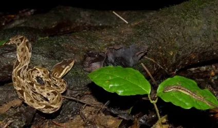 Страшно красиво 25 яскравих фотографій найнебезпечніших змій планети