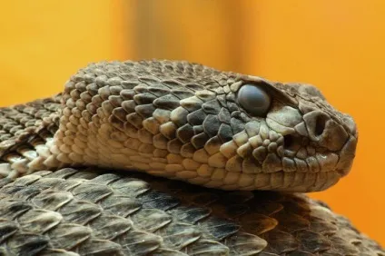 Страшно красиво 25 яскравих фотографій найнебезпечніших змій планети