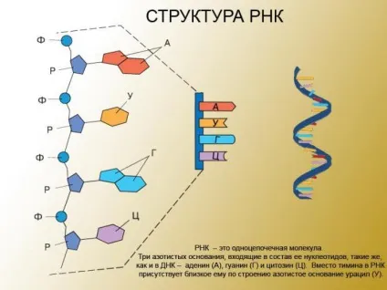 Будова і функції ДНК і РНК (таблиця) (таблиця) Будова і функції ДНК і РНК (таблиця)