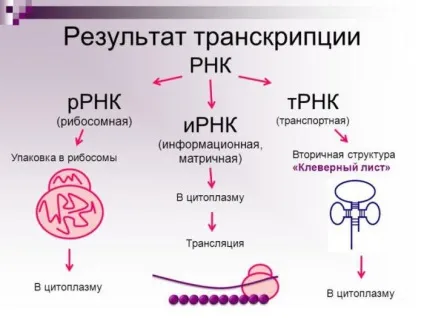 Будова і функції ДНК і РНК (таблиця) (будова) Будова і функції ДНК і РНК (таблиця)