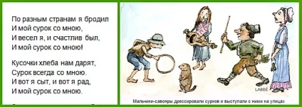 Бабаковий або тарбаганів жир лікувальні властивості і протипоказання