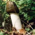 Корбани - користь і шкода грибів, грибний сайт (користь) Корбани - користь і шкода грибів, грибний сайт