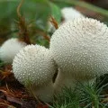Корбани - користь і шкода грибів, грибний сайт (корбани) Корбани - користь і шкода грибів, грибний сайт