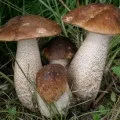 Корбани - користь і шкода грибів, грибний сайт (користь) Корбани - користь і шкода грибів, грибний сайт