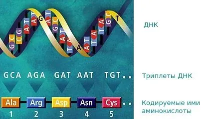 Властивості генетичного коду (властивості) Властивості генетичного коду