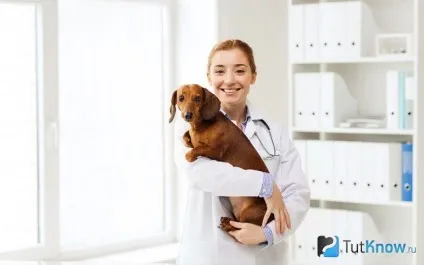 Такса ціна цуценя і зовнішній стандарт породи (цуценя) Такса ціна цуценя і зовнішній стандарт породи