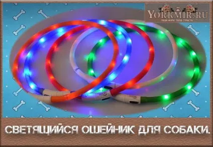 Світиться нашийник для собаки, як вибрати нашийник (світиться) Світиться нашийник для собаки, як вибрати нашийник