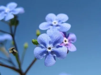 Талісмани на удачу