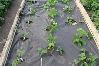 Технологія вирощування полуниці на агроволокно - agro portal