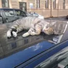 Тлумачимо народні прикмети про кішок! (Прикмети з кішками) Тлумачимо народні прикмети про кішок!