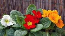 Деревій корисні властивості і протипоказання (властивості) Деревій корисні властивості і протипоказання