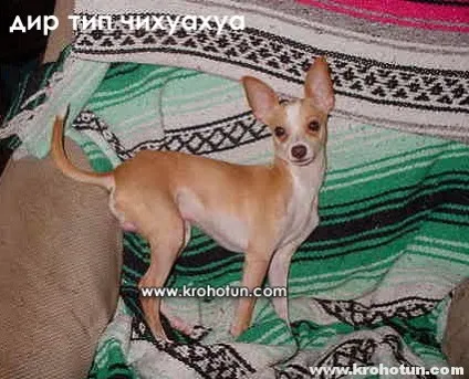 Типи у чіхуаухуа Кобб, яка дир і актуальний стандарт породи (типи) Типи у чіхуаухуа Кобб, яка дир і актуальний стандарт породи