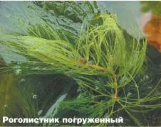 Трава і риби