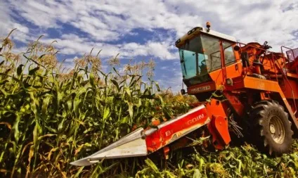 Збирання кукурудзи на зерно, силос, в качанах - як зберігати зібраний урожай відео