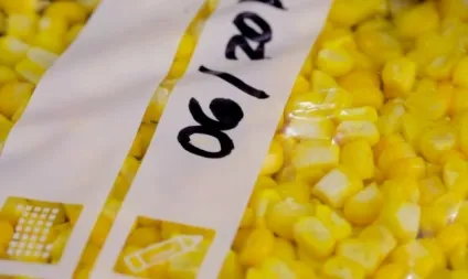 Збирання кукурудзи на зерно, силос, в качанах - як зберігати зібраний урожай відео