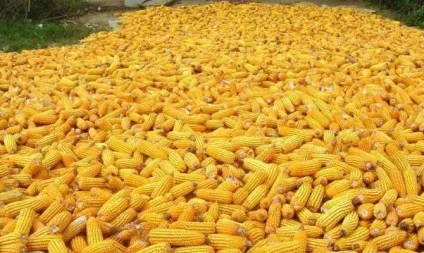 Збирання кукурудзи на зерно, силос, в качанах - як зберігати зібраний урожай відео
