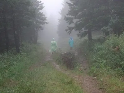 Як не заблукати в лісі і чому в лісі грибів немає, таємничий урал (розташовуються південного боку) Як не заблукати в лісі і чому в лісі грибів немає, таємничий урал