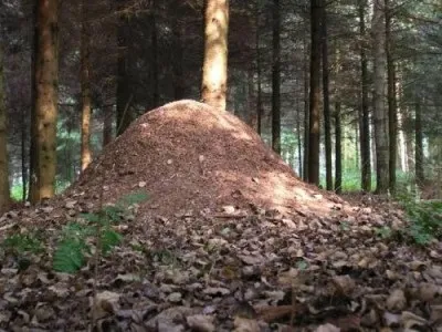 Як не заблукати в лісі і чому в лісі грибів немає, таємничий урал (розташовуються південного боку дерева) Як не заблукати в лісі і чому в лісі грибів немає, таємничий урал