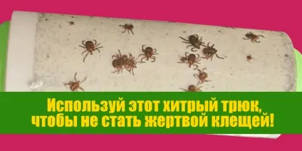 Як не стати жертвою кліщів, корисні поради (кліщів) Як не стати жертвою кліщів, корисні поради