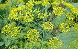 Кріп, петрушка, салат, базилік, зелена цибуля, як зберегти (кріп) Кріп, петрушка, салат, базилік, зелена цибуля, як зберегти