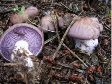 Умовно-їстівні гриби, енциклопедія грибів (Lactarius сімейства Сироежковие Russulaceae) Умовно-їстівні гриби, енциклопедія грибів