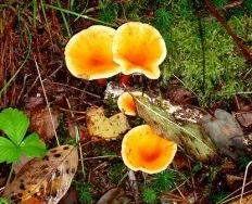 Умовно-їстівні гриби, енциклопедія грибів (визначник грибів) Умовно-їстівні гриби, енциклопедія грибів