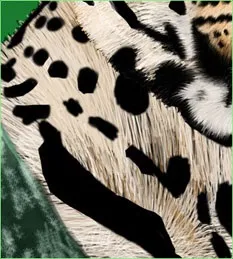 Урок photoshop малюємо витонченого хижака, graceful predator - трохи про все