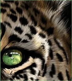 Урок photoshop малюємо витонченого хижака, graceful predator - трохи про все
