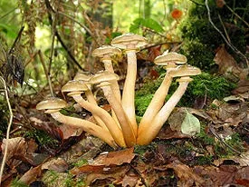 Умовно-їстівні гриби 1 (Lactarius сімейства Сироежковие) Умовно-їстівні гриби 1