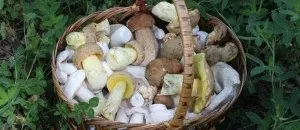 Умовно-їстівні гриби фото, назви і опис умовно-їстівних грібовУкаіни (назви) Умовно-їстівні гриби фото, назви і опис умовно-їстівних грібовУкаіни