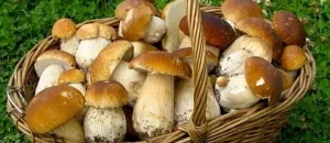 Умовно-їстівні гриби фото, назви і опис умовно-їстівних грібовУкаіни (гриби) Умовно-їстівні гриби фото, назви і опис умовно-їстівних грібовУкаіни