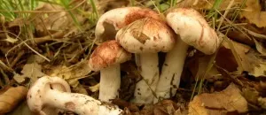 Умовно-їстівні гриби фото, назви і опис умовно-їстівних грібовУкаіни (гриби) Умовно-їстівні гриби фото, назви і опис умовно-їстівних грібовУкаіни