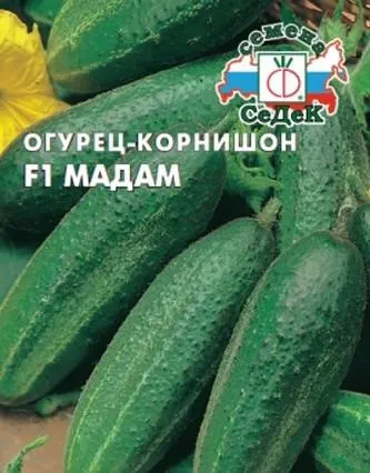 Врожайні сорти огірків для відкритого грунту самозапильних (сорти) Врожайні сорти огірків для відкритого грунту самозапильних