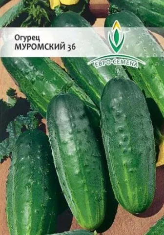 Врожайні сорти огірків для відкритого грунту самозапильних (огірків) Врожайні сорти огірків для відкритого грунту самозапильних