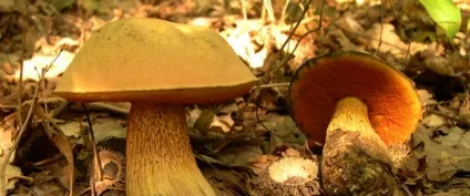 Умовно-їстівні гриби фото, назви і опис умовно-їстівних грібовУкаіни (умовно-їстівних) Умовно-їстівні гриби фото, назви і опис умовно-їстівних грібовУкаіни