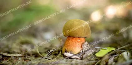 Умовно їстівні гриби, грібоманія (умовно їстівний гриб) Умовно їстівні гриби, грібоманія